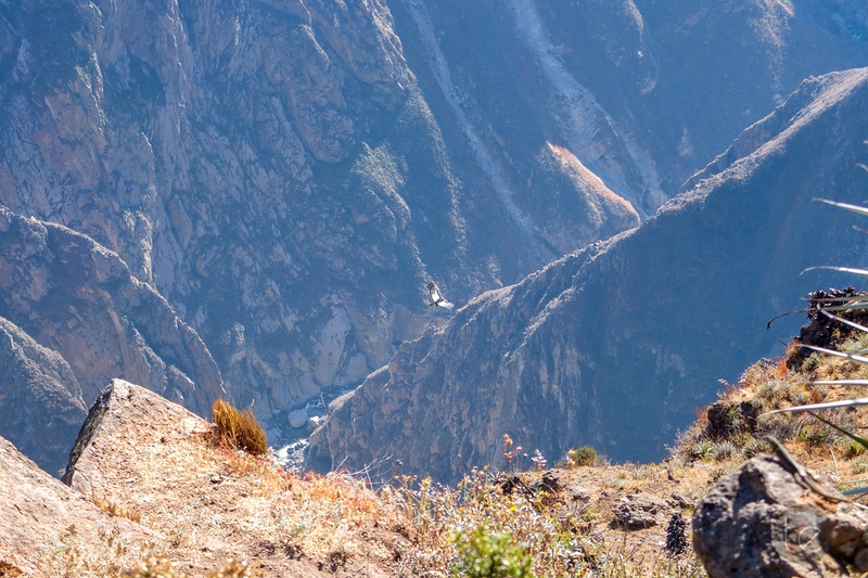 Colca Canyon in Peru