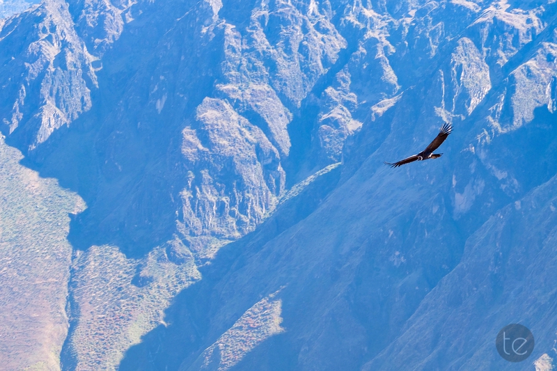 Colca Canyon in Peru