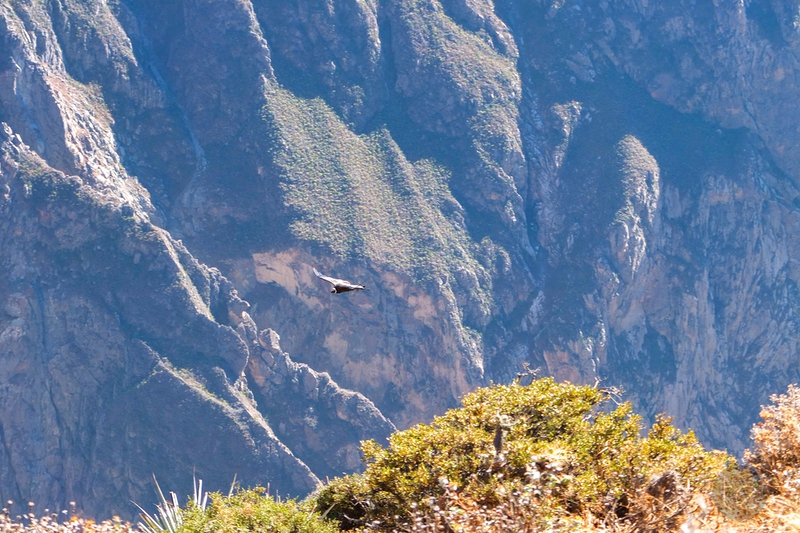 Colca Canyon in Peru