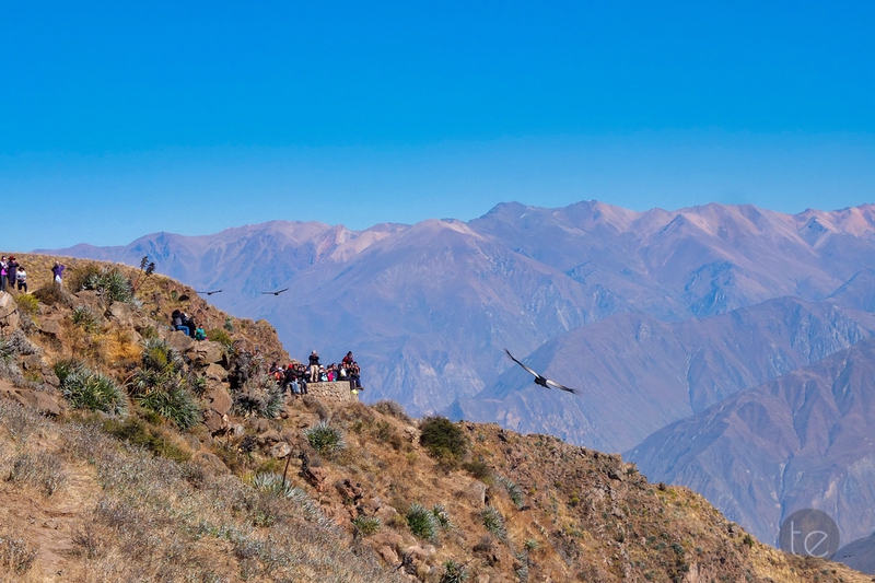 Colca Canyon in Peru
