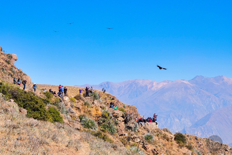 Colca Canyon in Peru