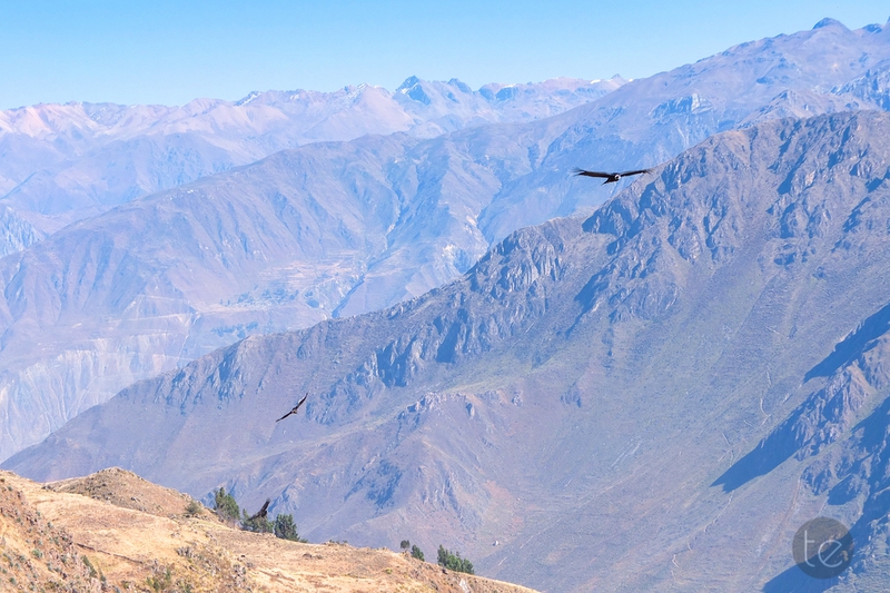 Colca Canyon in Peru