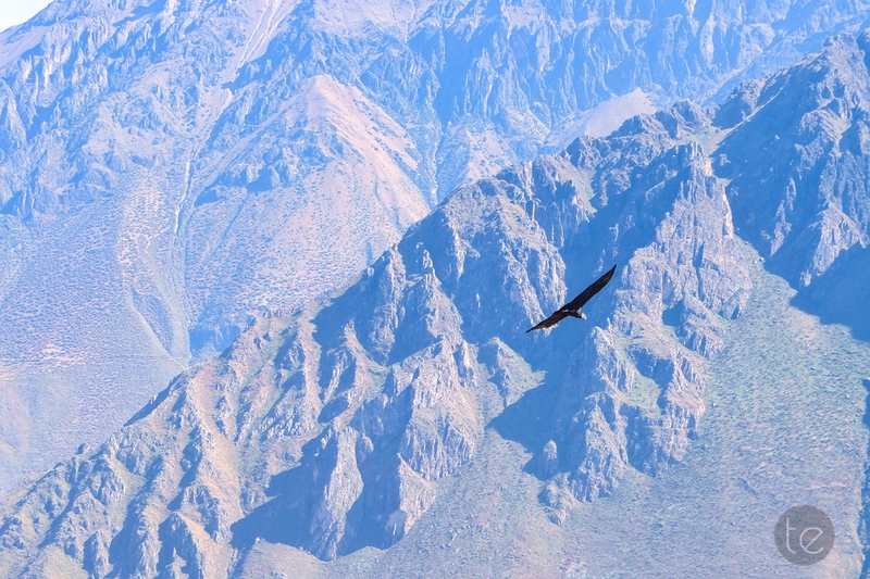 Colca Canyon in Peru