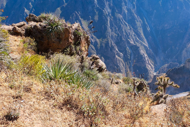 Colca Canyon in Peru