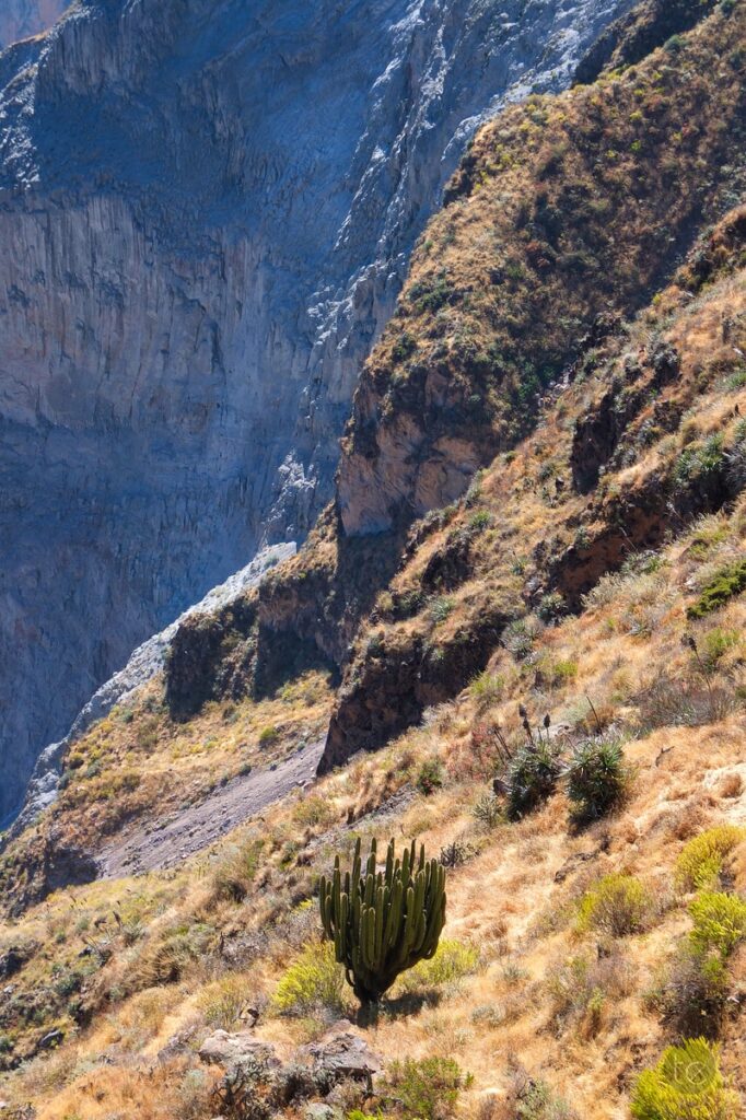 Colca Canyon in Peru