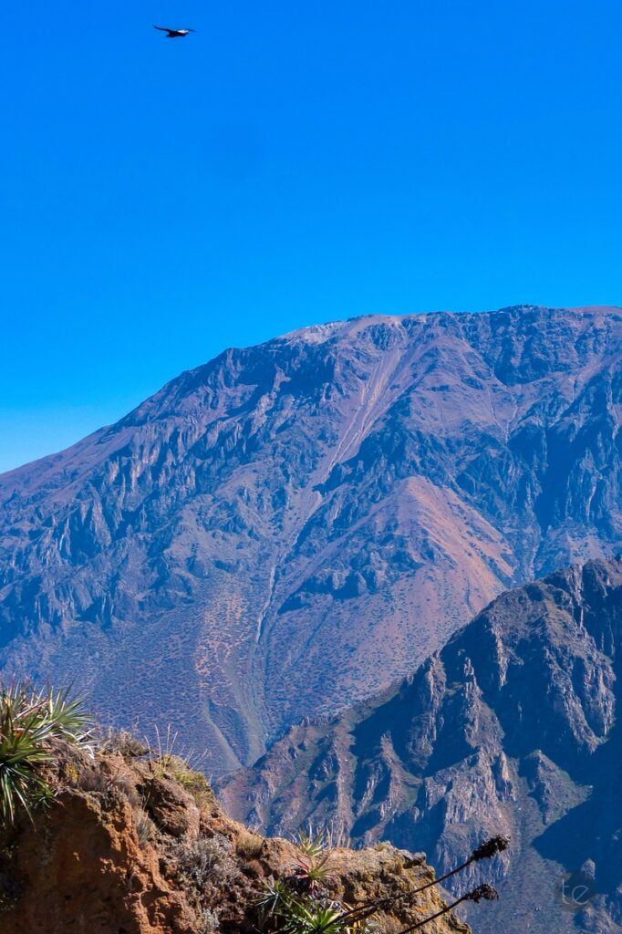 Colca Canyon in Peru