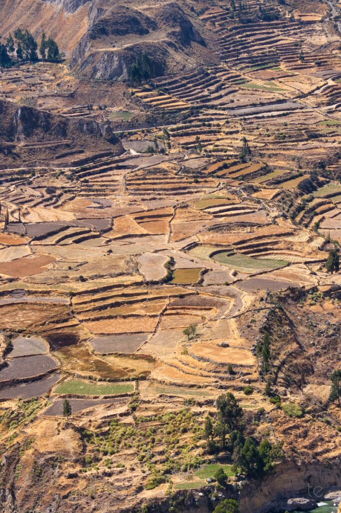 Colca Canyon in Peru