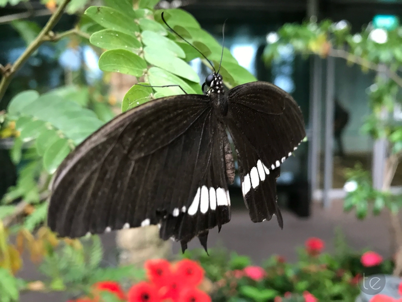 Changi Airport, Singapore