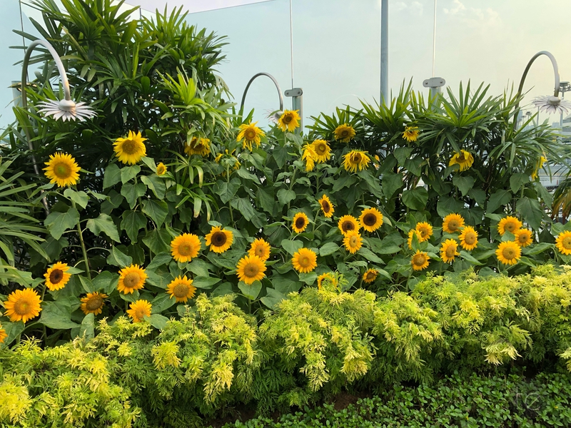 Changi Airport, Singapore