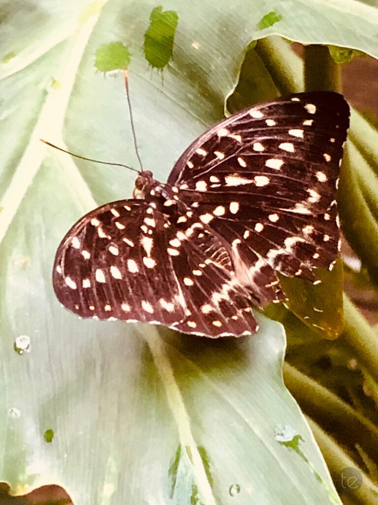Changi Airport, Singapore