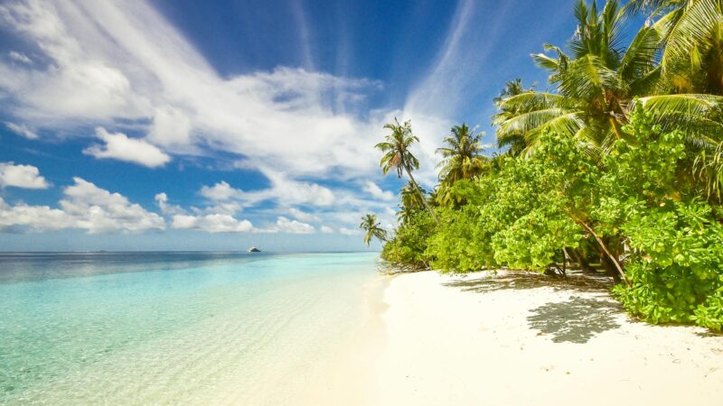 green trees near seashore under blue sky