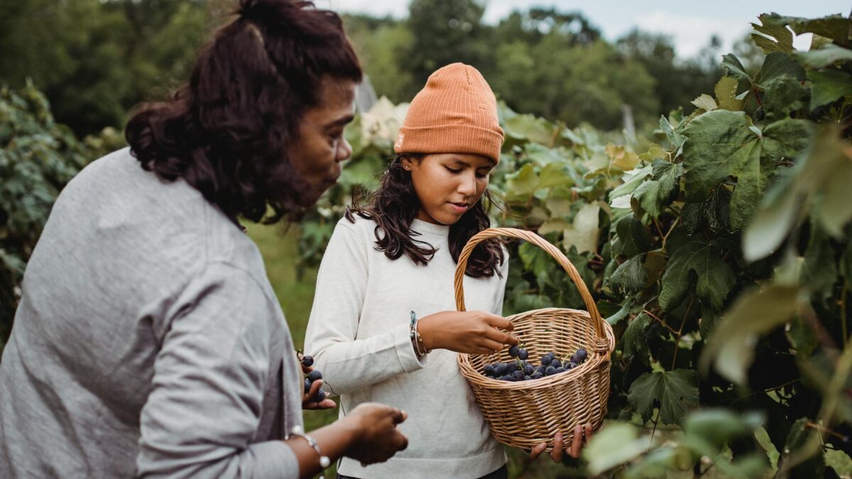 ethni women harvesting grapes in basket