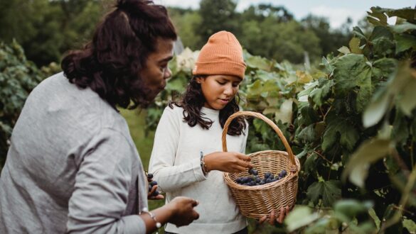 ethni women harvesting grapes in basket